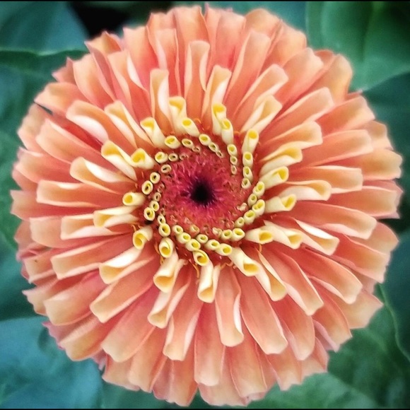 Meet your Posher, Allison - Picture 1 of 1